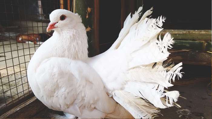 White Fantail Pigeon with Fanned Tail