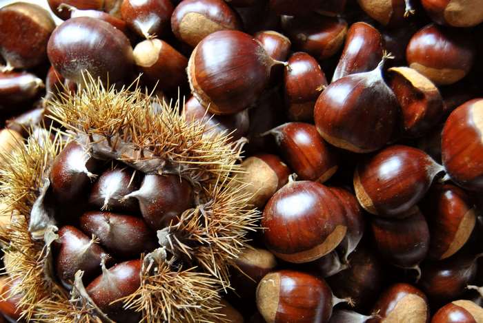 Chestnuts in a spiky husk
