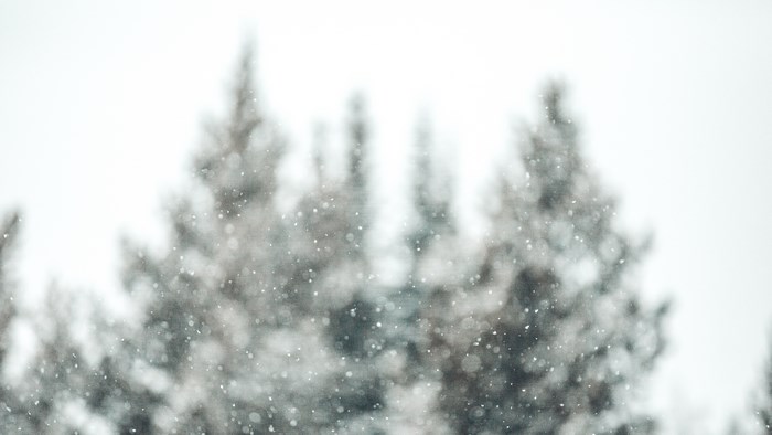 Snowing over pine trees in Montana
