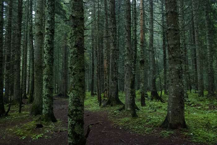 Dark forest path with mossy trees