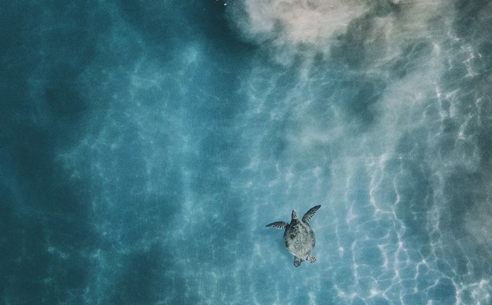Sea turtle swimming in the ocean