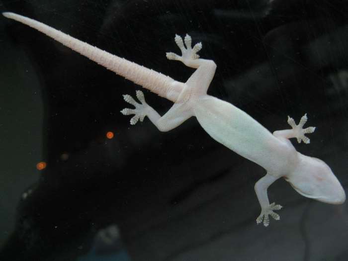 White gecko on a dark surface