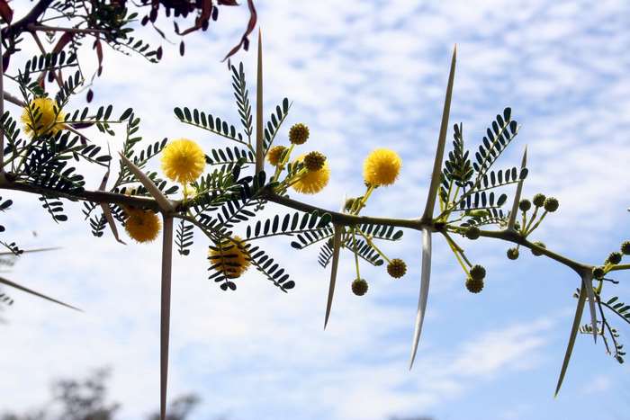 Acacia thorn tree with yellow blooms and blue sky