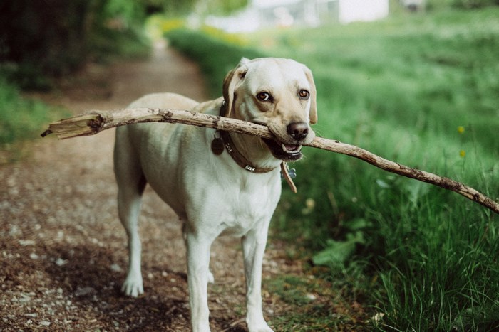 Labrador dog carrying a stick on a path