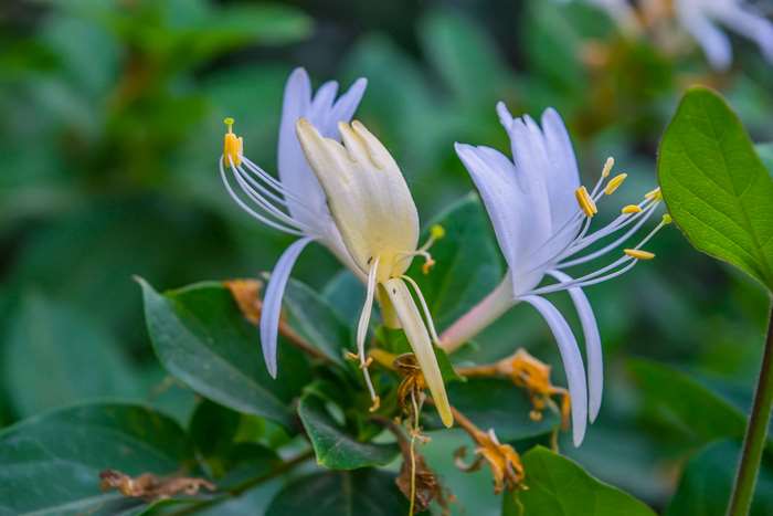 Close up of white and yellow honeysuckle flowers