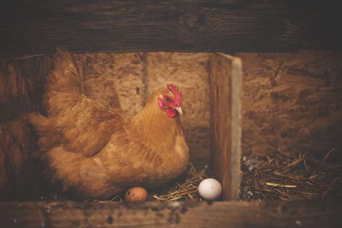 Brown hen sitting on eggs in a wooden nest