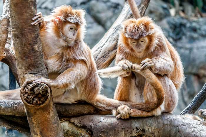 Two young monkeys grooming each other on a tree
