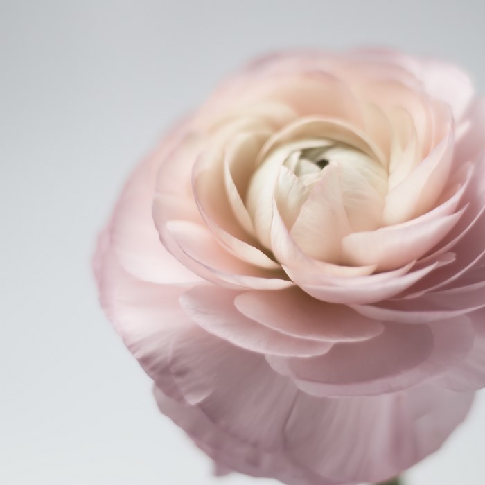 Close up of a pink ranunculus flower
