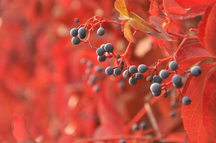Close up of red autumn leaves and berries