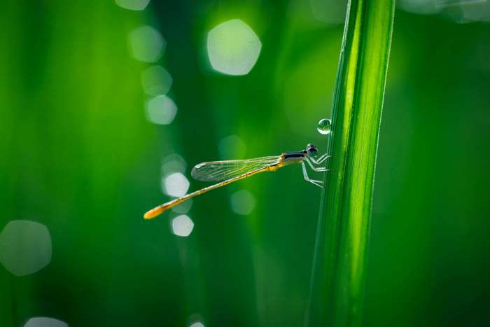 Dragonfly on a blade of grass with dew drops