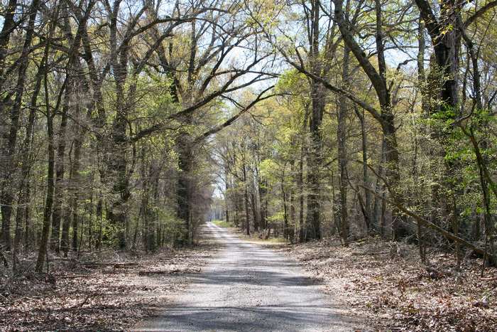 Gravel road through a forest in Louisiana