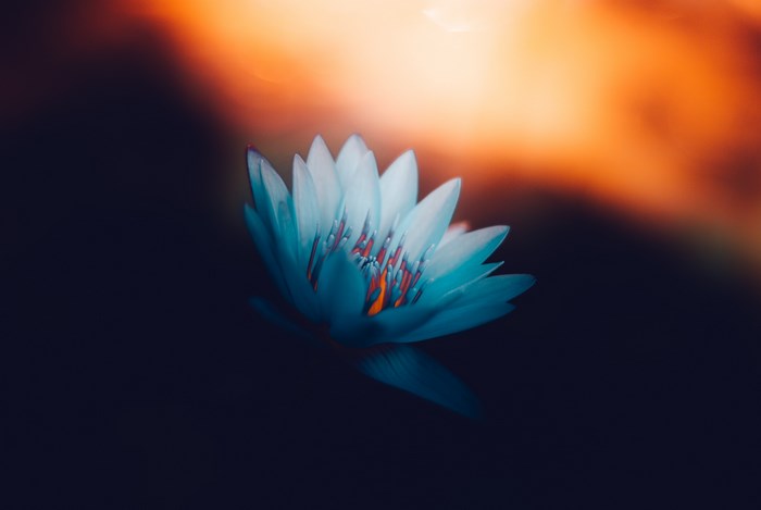 Blue lotus flower with orange light background