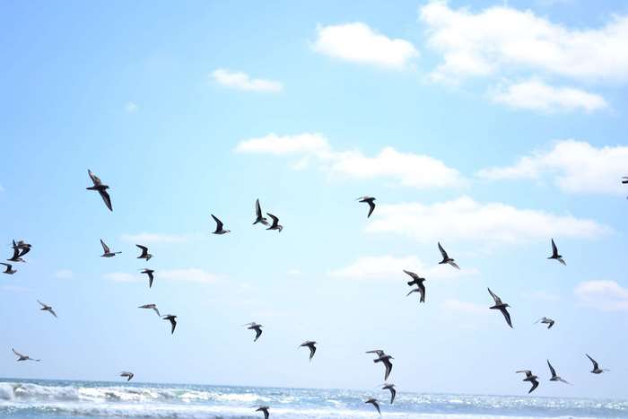 Flock of Seagulls Flying Over Ocean Waves 4K