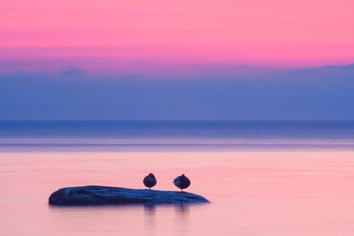 Two birds resting on a rock in the sea at sunset