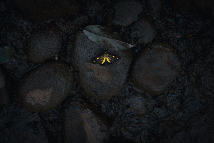 Yellow and black moth on wet rocks in dark forest