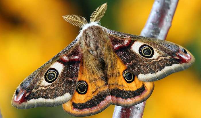 Close up of a moth with eye-like markings on wings