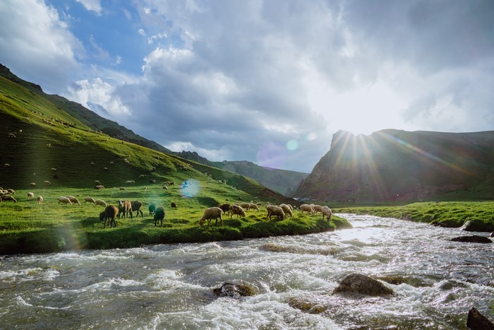 Sheep grazing by a river in a mountain valley
