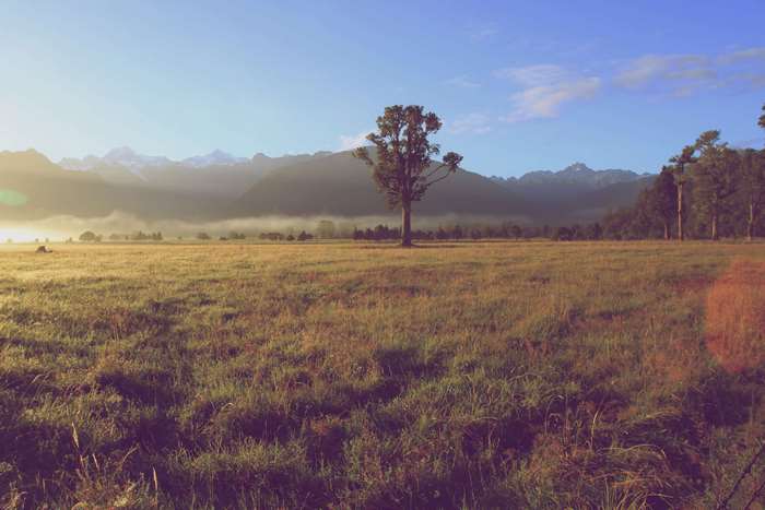 Lone tree in a misty meadow with mountains