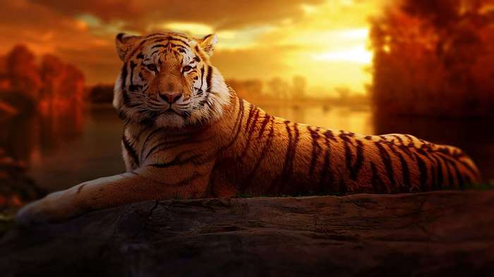Tiger resting on a rock at sunset