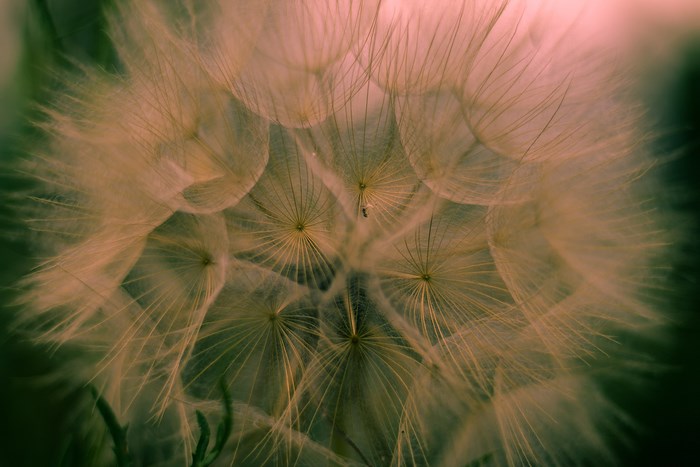 Close-up of a dandelion seed head