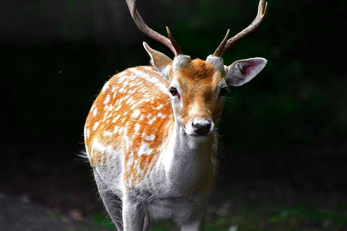 Spotted deer with antlers in a forest