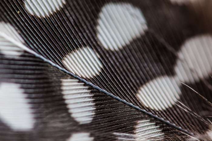 Close-up of a Guinea Fowl Feather Texture 4K