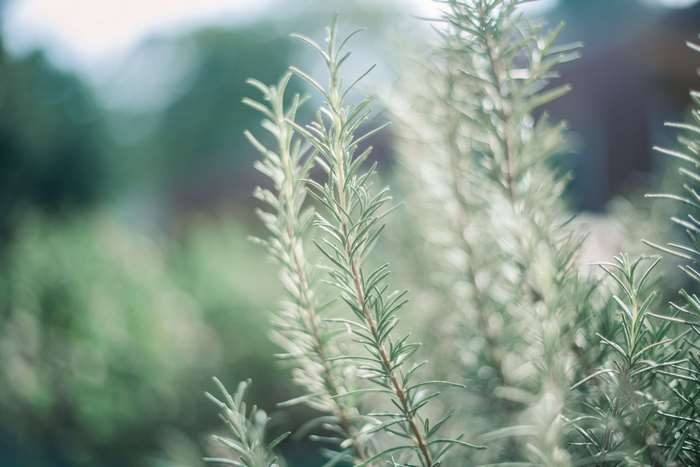 Rosemary plant in soft focus 4K