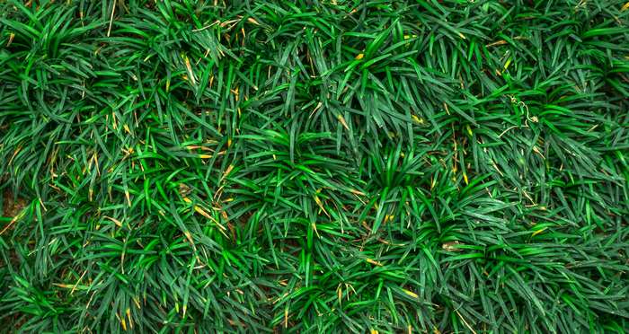 Green grass texture with yellowing tips