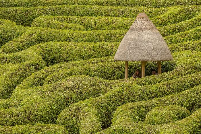 Glendurgan Garden maze with thatched hut and people