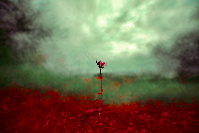 A single red flower in a field of red under a moody sky