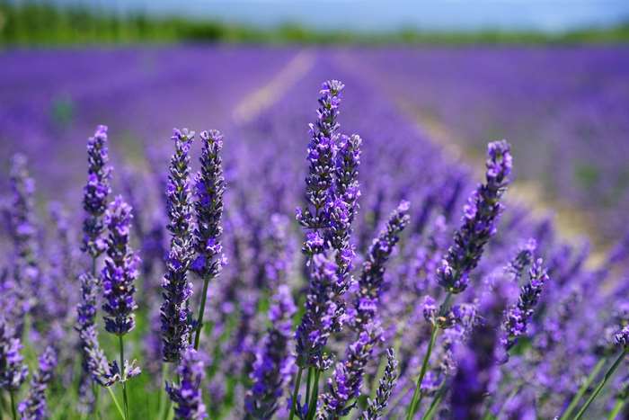 Close up of a lavender field in bloom