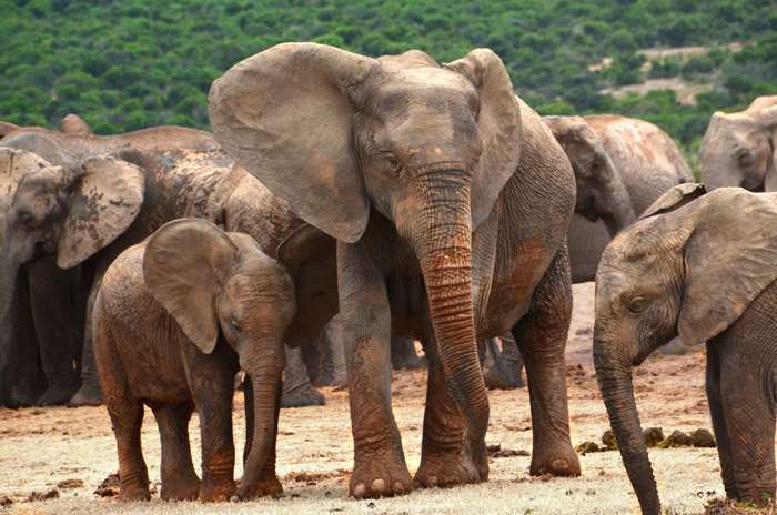 Herd of African bush elephants in a savanna landscape