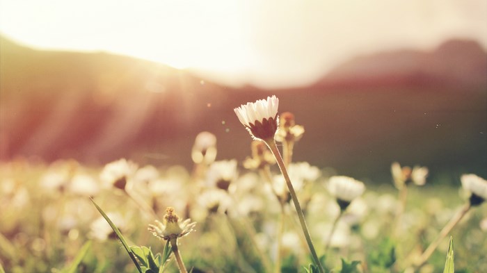 Sunlight over a field of daisies