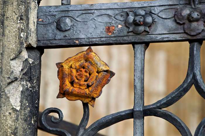 Close-up of a rusty iron rose on a gate