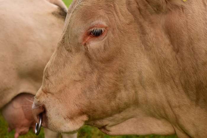 Close-up of a light brown cow with a nose ring