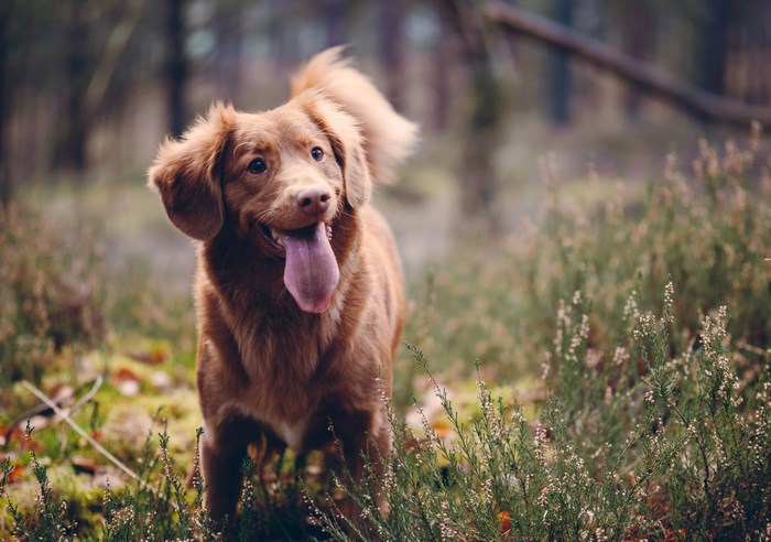 Brown dog with tongue out in a forest