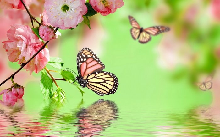 Delicate Butterflies Among Pink Blossoms by Water