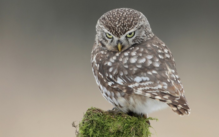Little owl perched on mossy stump