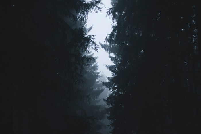 Dark foggy pine forest with light sky
