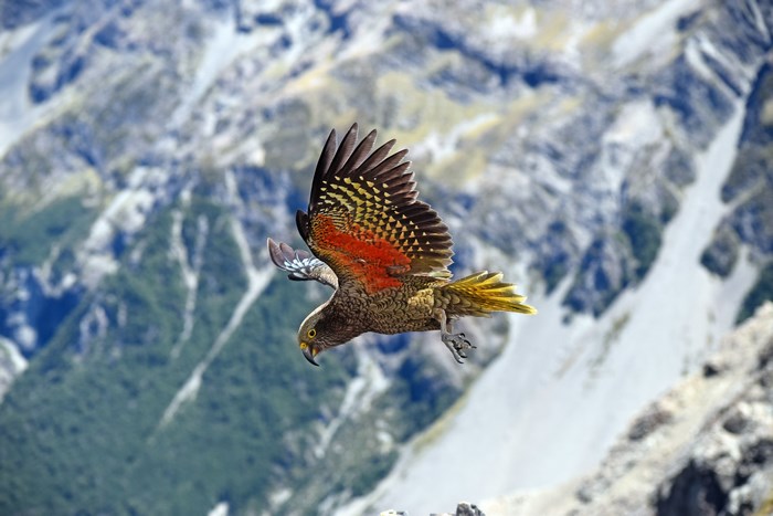 Colorful Kea Parrot Flying Over Mountain Landscape