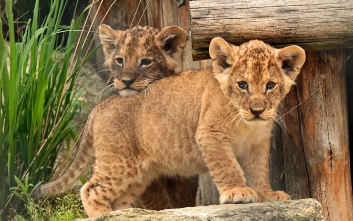 Two lion cubs in a natural habitat