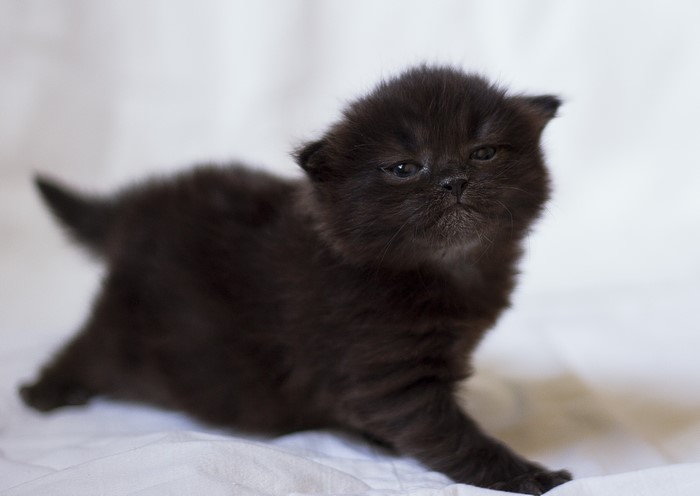 Black kitten on a white background