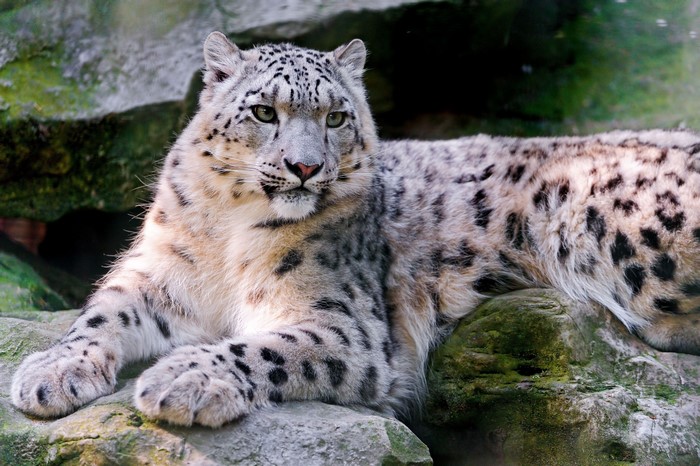 Snow leopard lying on rocks