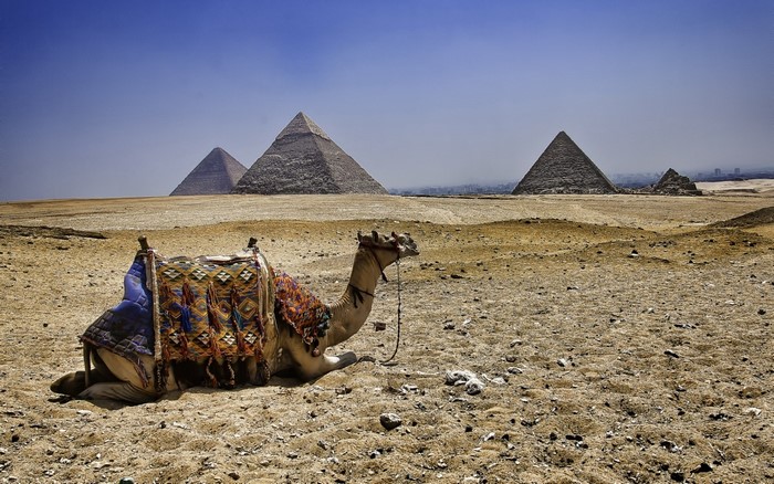Camel resting near the Pyramids of Giza, Egypt