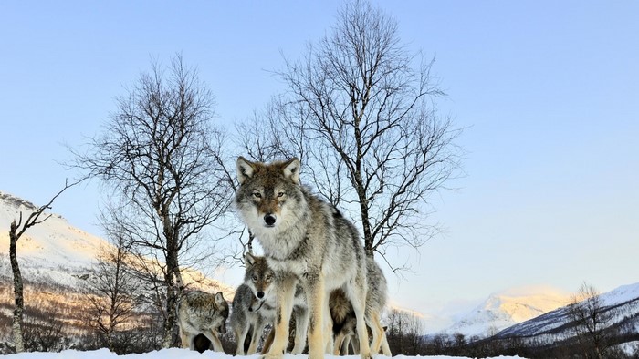 Pack of wolves in a snowy landscape