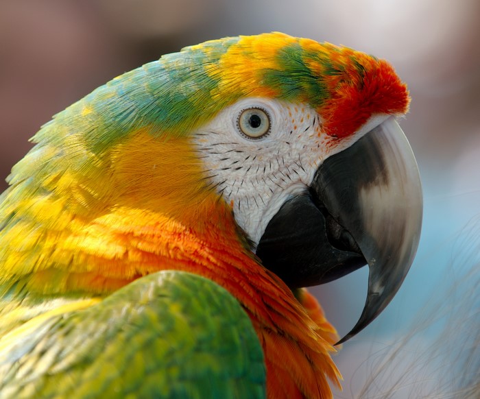 Vibrant Close-Up of a Colorful Macaw Parrot