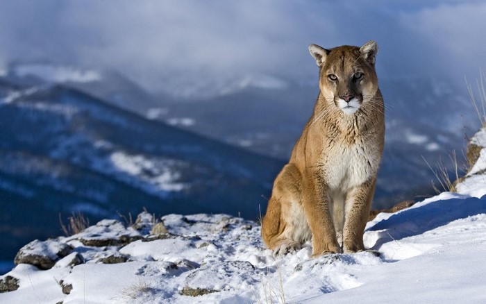 Cougar Sitting on Snowy Mountain Landscape