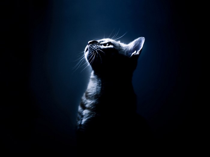 Kitten Shadow with Bright Eyes on Dark Background