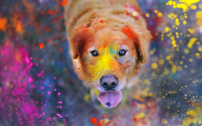 Golden Retriever dog covered in colorful Holi powder