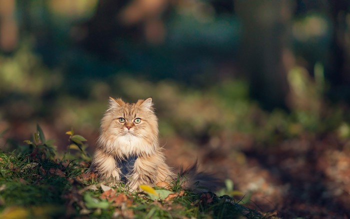 Furry cat sitting in grass during autumn